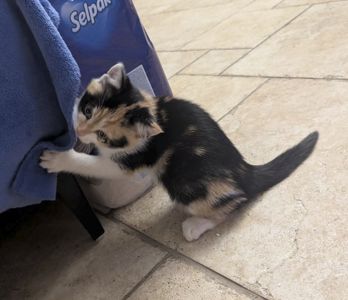 кошеня віком 2 місяці